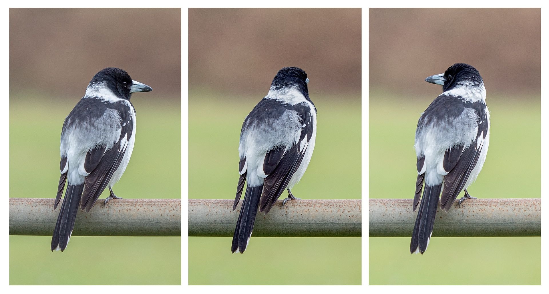 Kerry Malec - Pied Butcherbird
