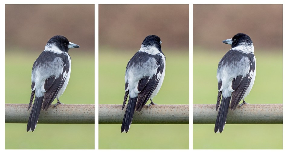 Kerry Malec - Pied Butcherbird