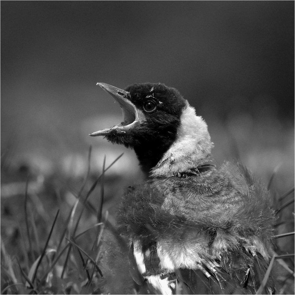 Helen Whitford - Where's Mum