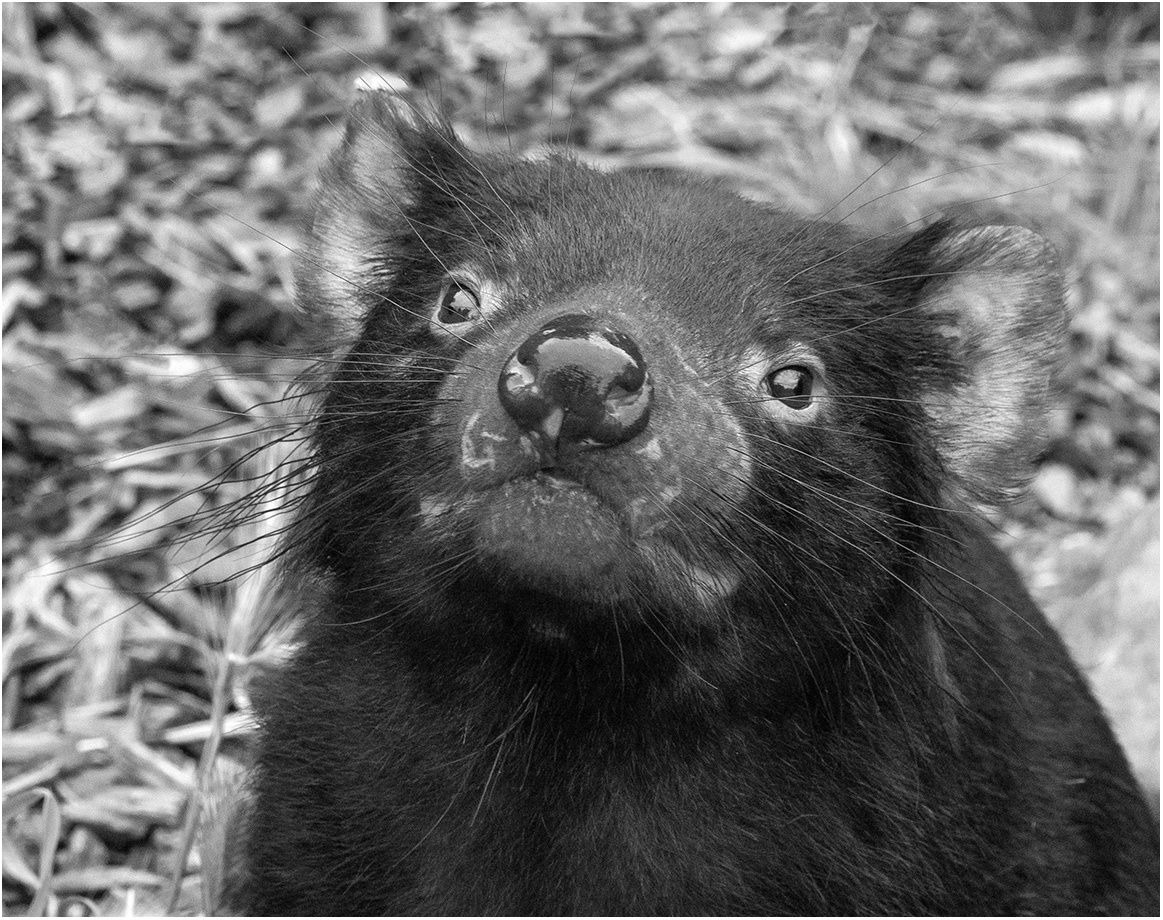 Kerry Malec - Tasmanian Devil