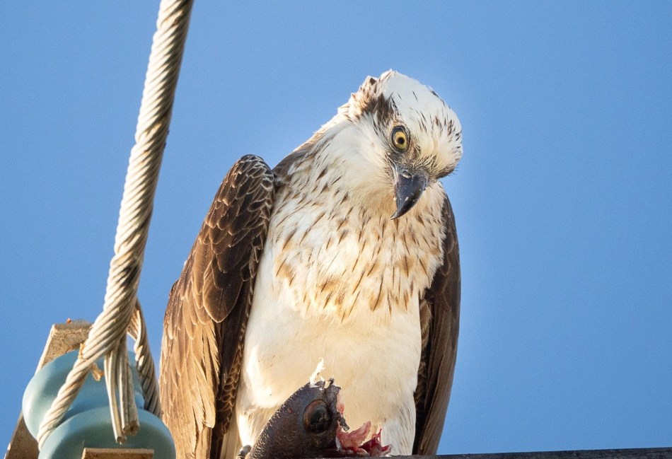 Susan Bell - Hands Off My Dinner