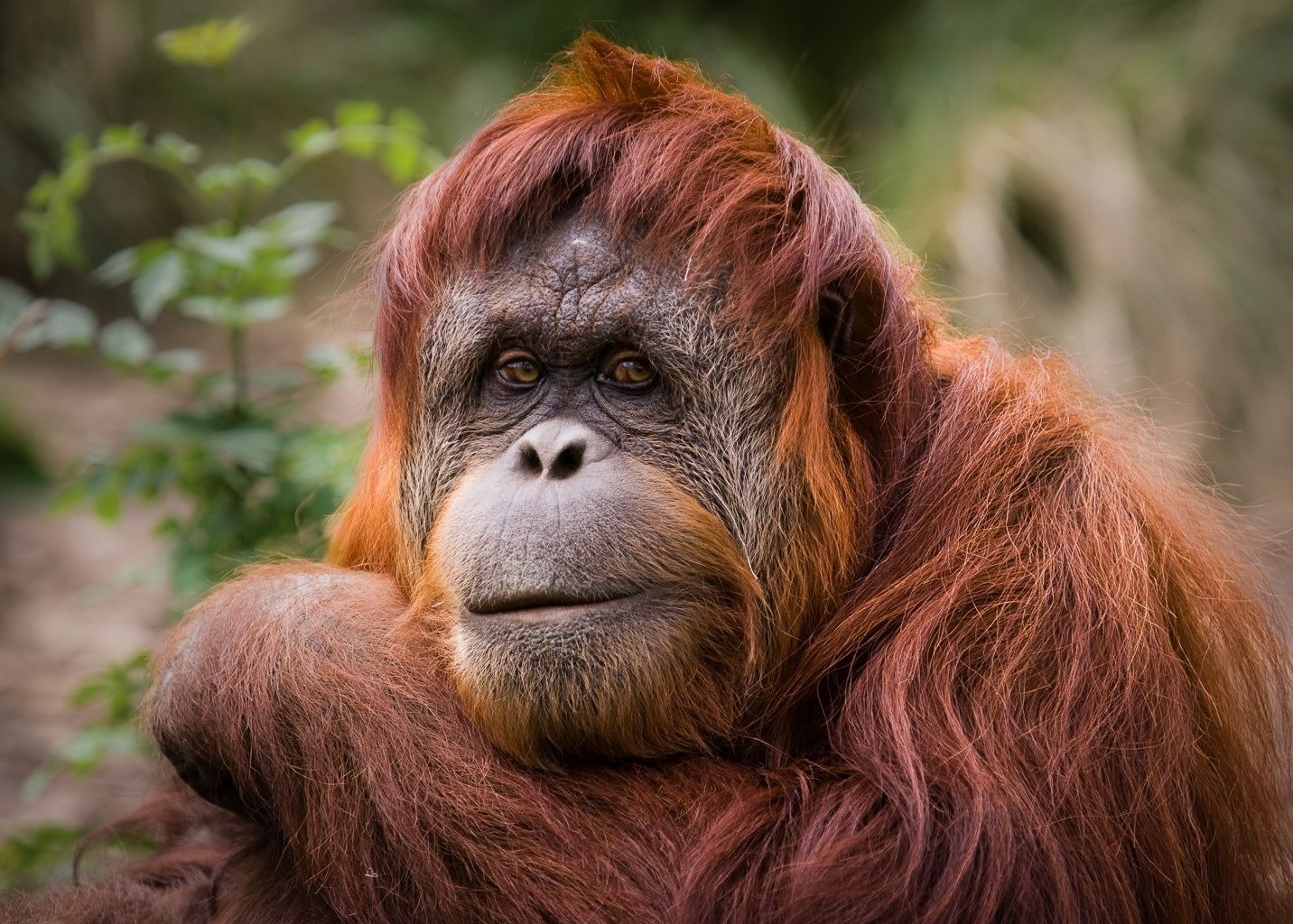 Michael Selge - I Remember