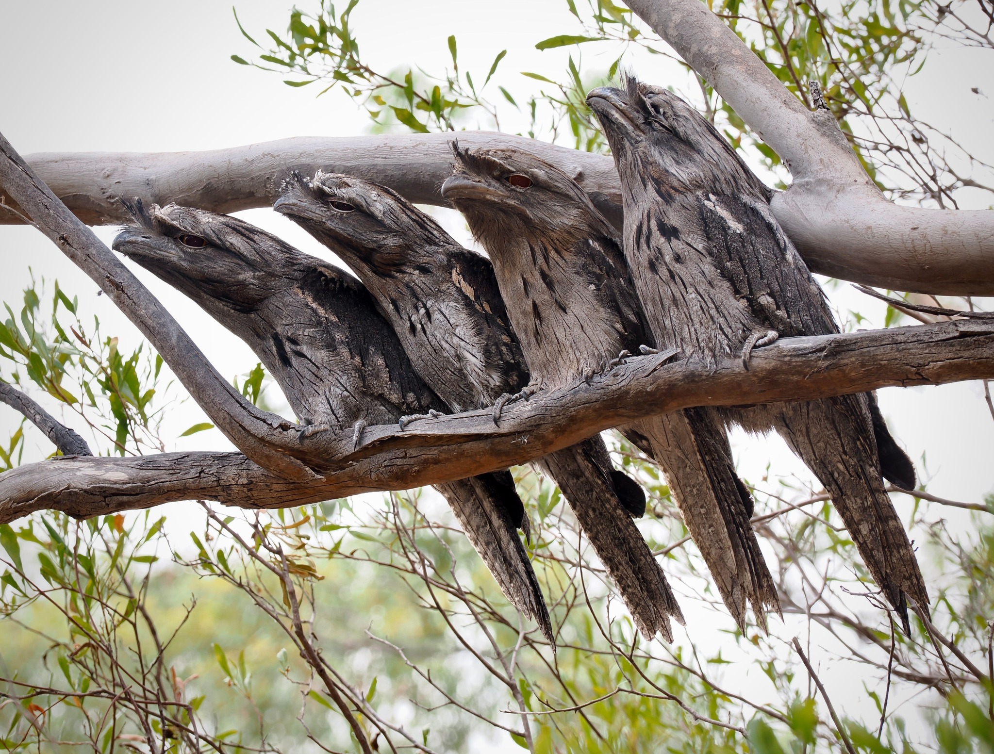 Paul Rix - Four Tawnies