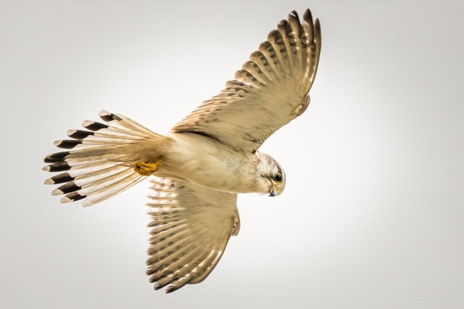 Michael Selge - Searching