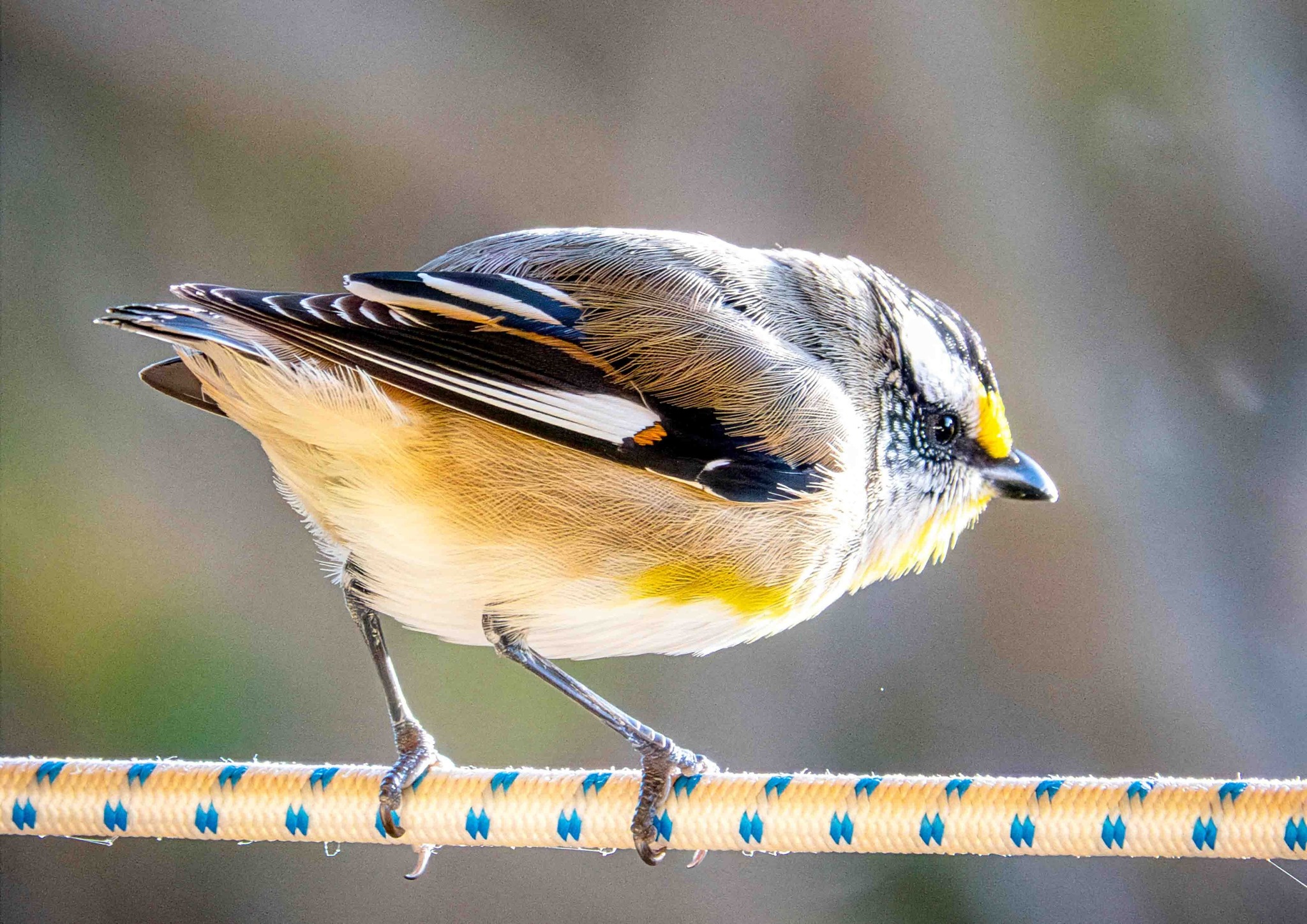 Bouncing Pardalote - Paul Hughes