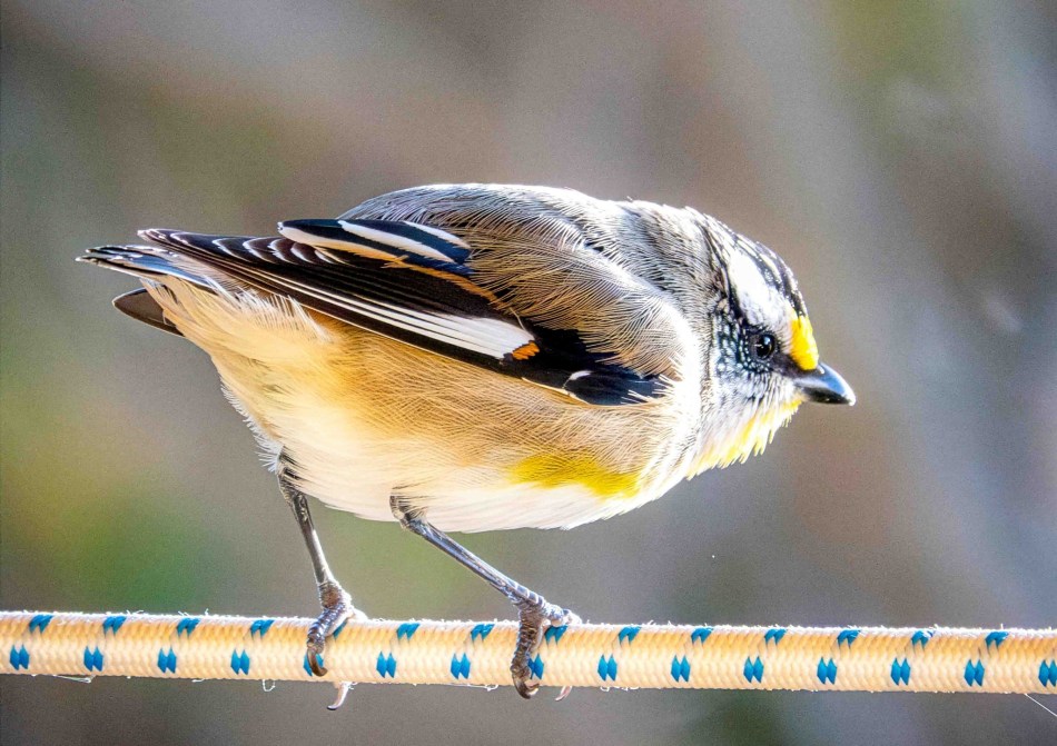 Bouncing Pardalote - Paul Hughes