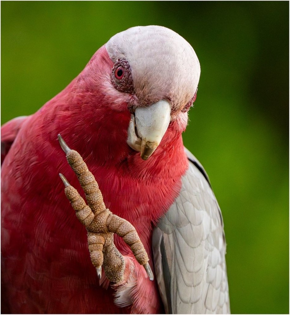 Galah Attitude - Michael Selge