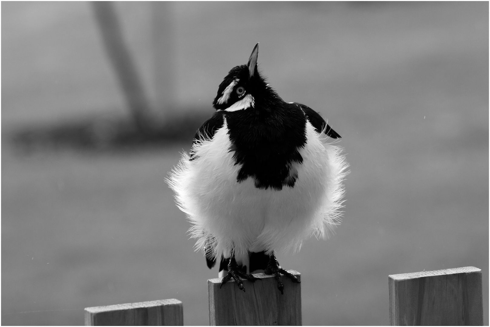 Magpie Lark - Heather Connelly