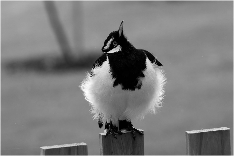 Magpie Lark - Heather Connelly