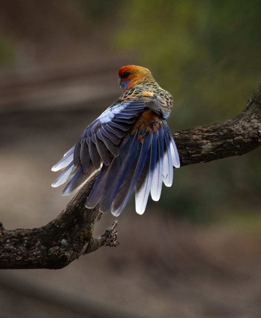 Parrot - Keri Rain
