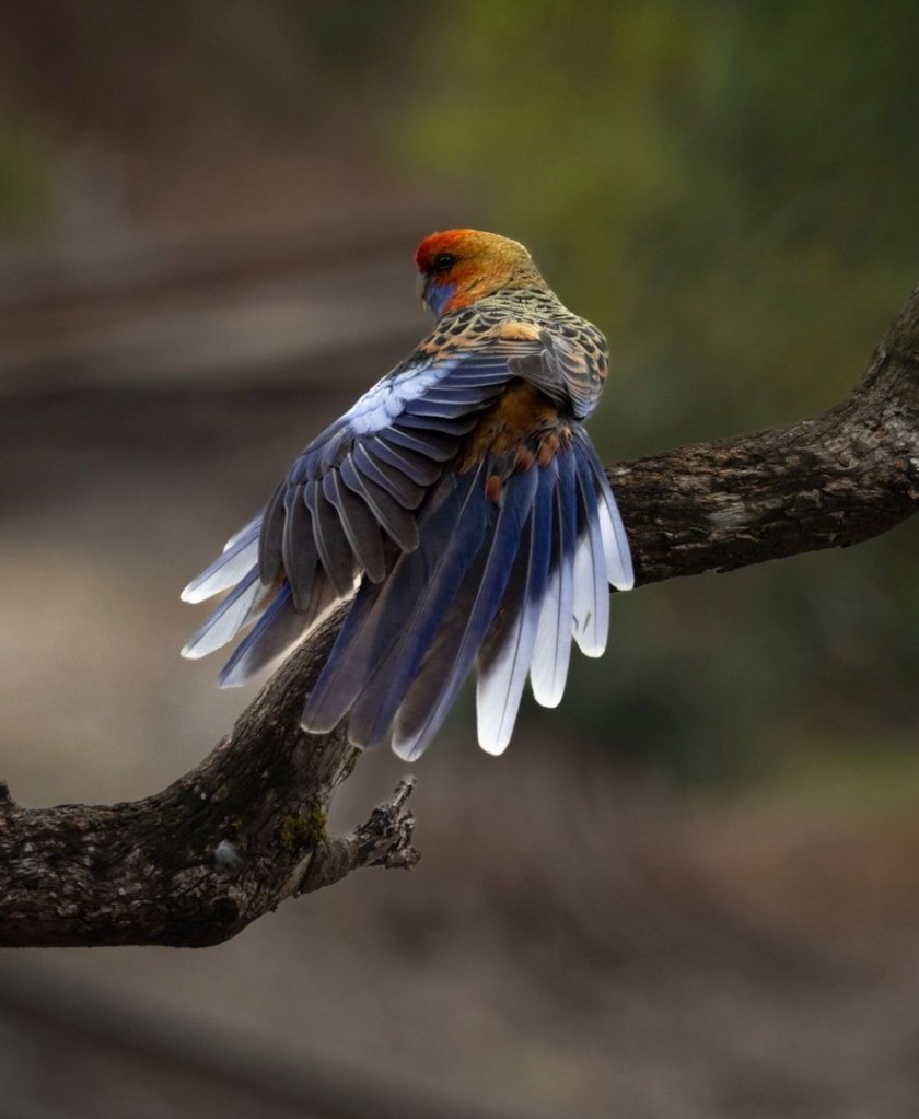 Parrot - Keri Rain