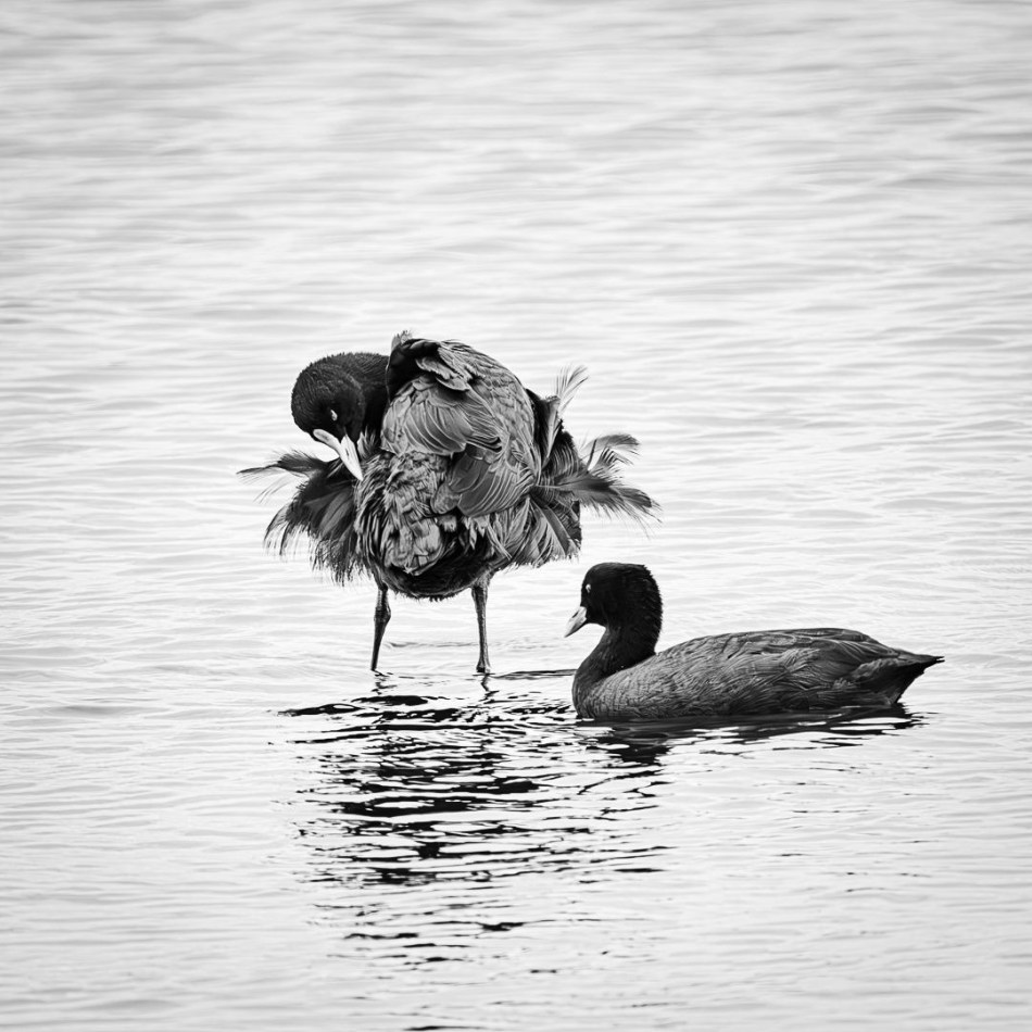 Coots Preening - Judy Sara
