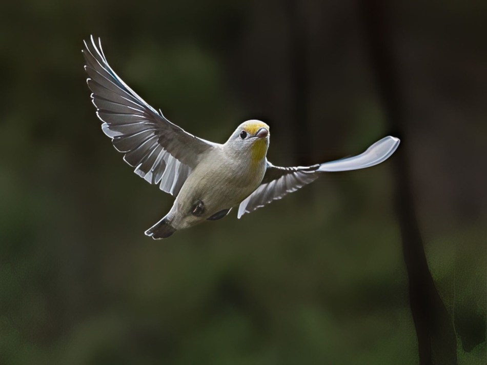 Leucistic Paradlote - Samuel Savage