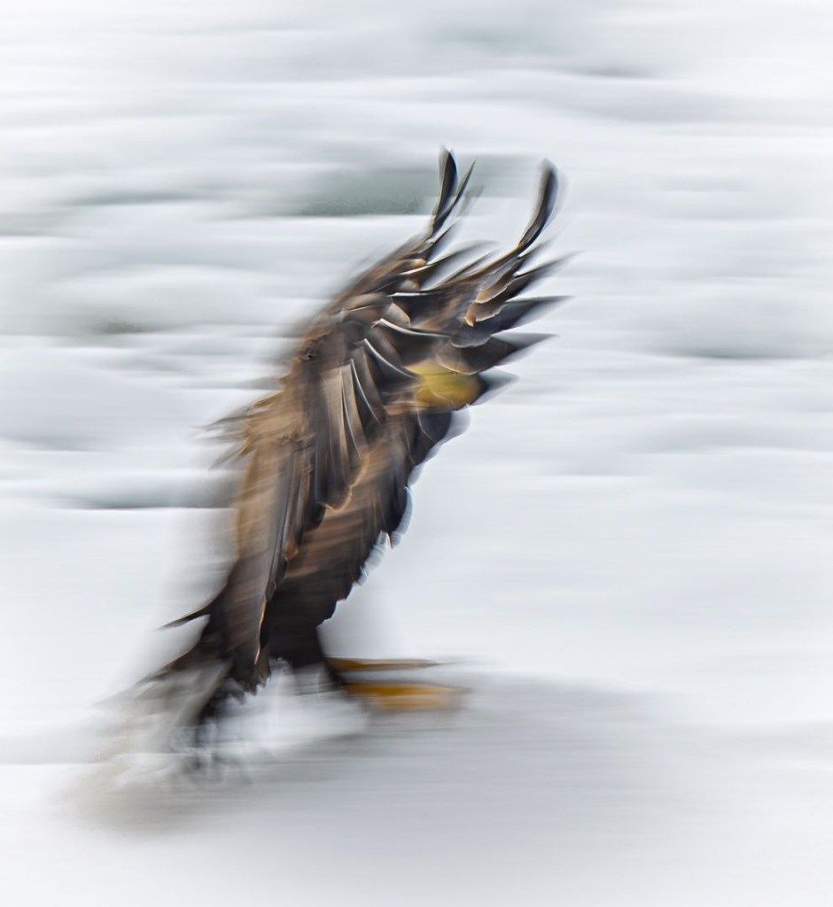 On the Move - Judy Sara