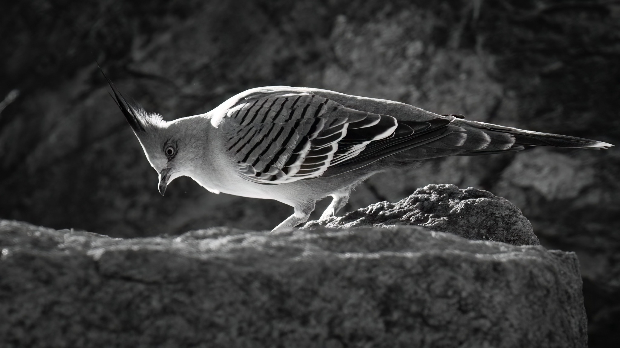 Crested Pigeon - Judy Sara