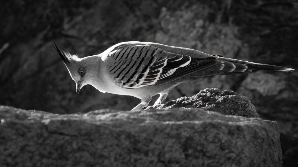 Crested Pigeon - Judy Sara
