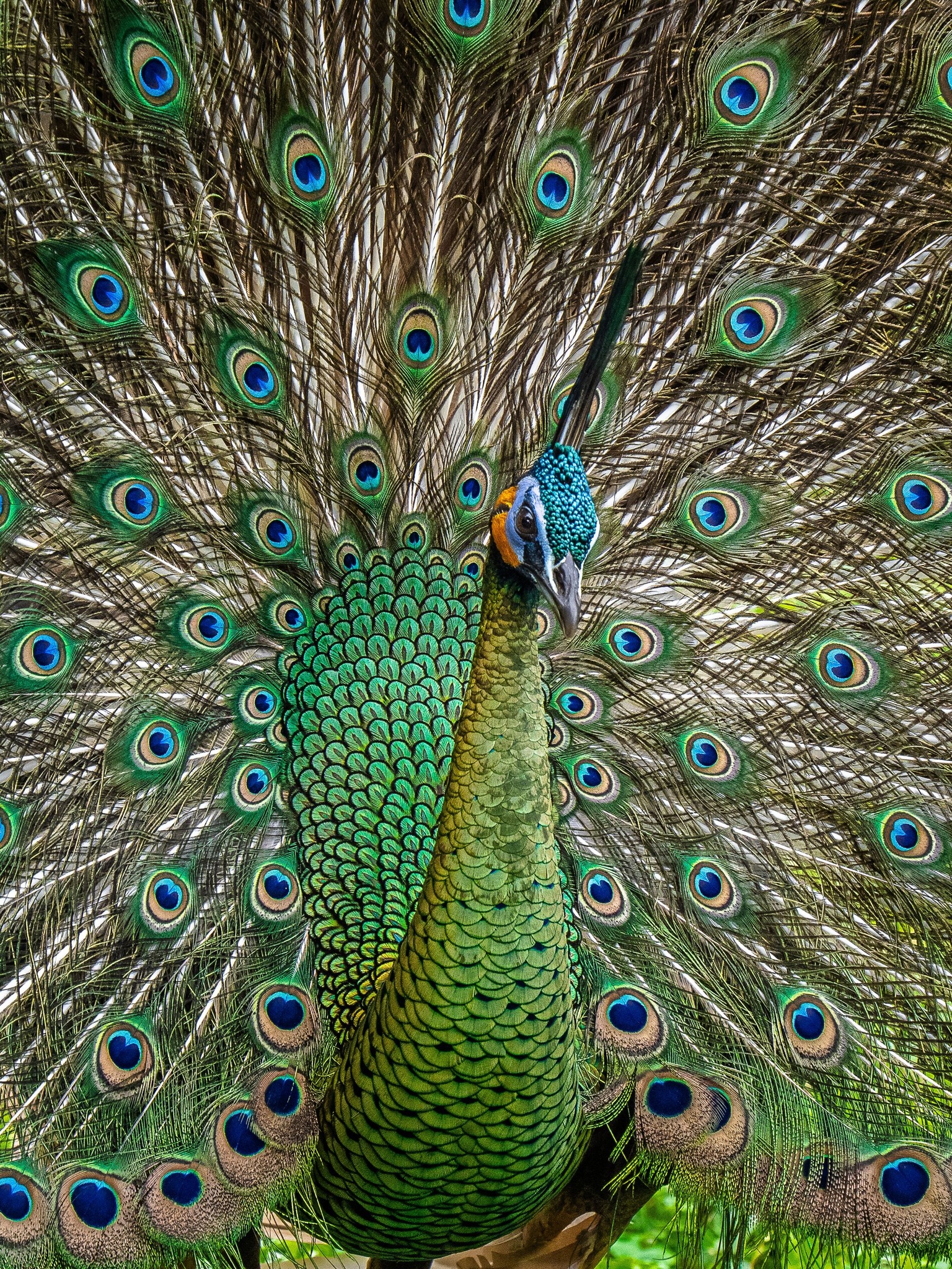 Green Peacock - Judy Sara