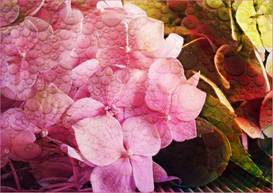 Kerry Malec - Bubbled Hydrangea