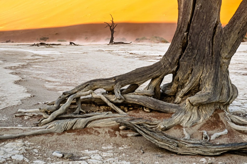 Judy Sara - Deadvlei
