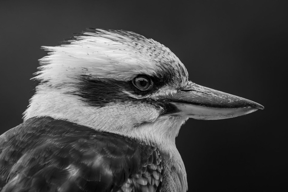 Michael Selge - Kooka Profile